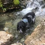 Dachstein * Russbach am Pass Gschütt