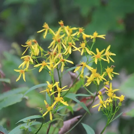 Dachstein Appartement *
