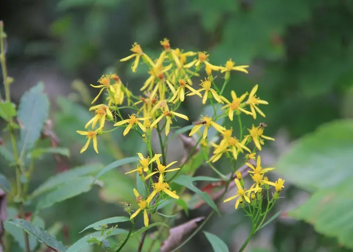 Dachstein Apartman *