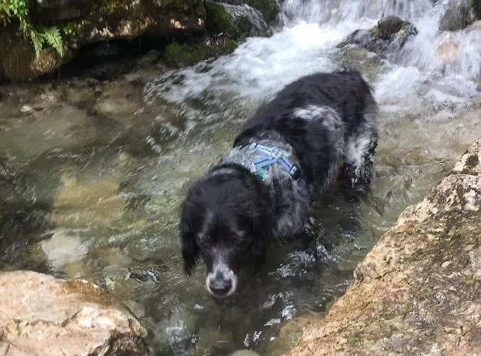 Dachstein * Russbach am Pass Gschütt